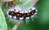 63705 – Photo : David Guedon – France (76)