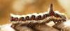 63830 – Photo : David Guedon – France (76)