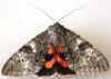 63527 – Photo : David Guedon – France (76)