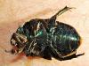 Potosia opaca