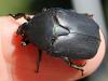 Potosia opaca