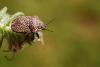 63080 – Photo : basc – France (07)