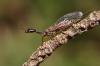 63079 – Photo : basc – France (07)