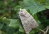 63858 – Photo : Daniel Morel – France (06)