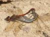 63732 – Photo : Remy GENTNER – France (67)