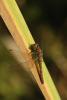63475 – Photo : Francois Griffault – France (59)