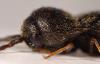 63960 – Photo : Piezo – France (77)