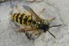 63856 – Photo : Nicolas Alric – France (12)