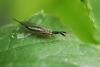 63219 – Photo : basc – France (20)