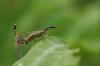 63149 – Photo : basc – France (20)