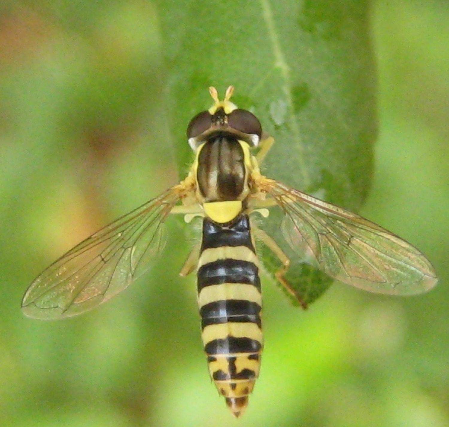 clovis - Sphaerophoria sp. - réf. 63968 (1500 x 1427 pixels, 173 ko)