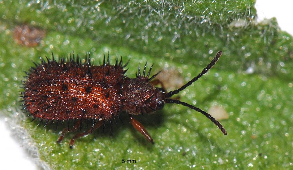 roy - Dicladispa testacea - réf. 63031 (1000 x 581 pixels, 96 ko)