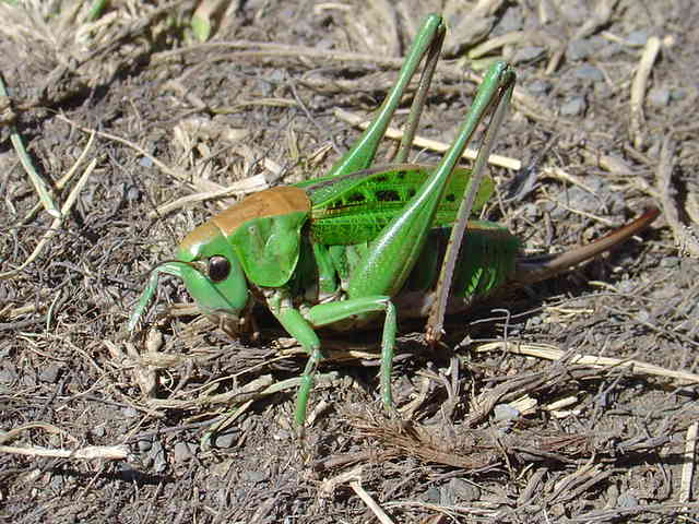 Anonyme - Decticus verrucivorus verrucivorus - réf. 63752 (640 x 480 pixels, 61 ko)