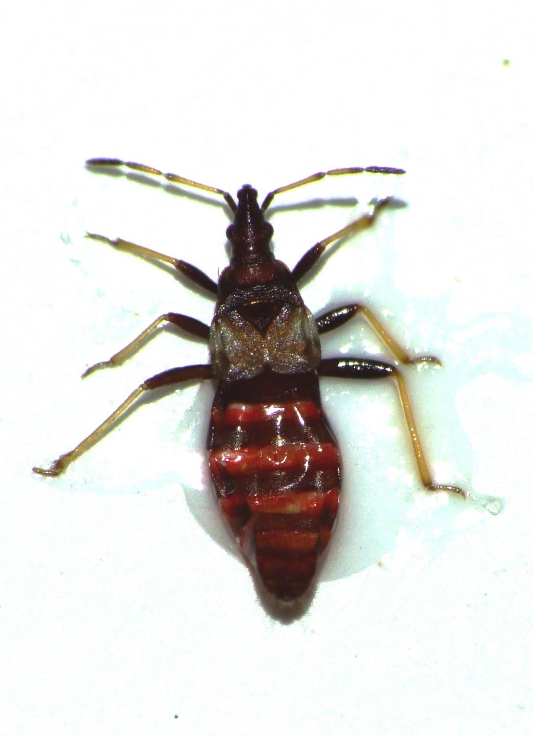 Magalie Mazuy - Temnostethus (Temnostethus) gracilis - réf. 63627 (1087 x 1500 pixels, 93 ko)