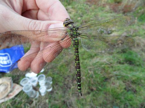 Aeshna cyanea