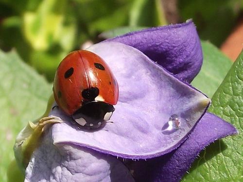 Coccinella septempunctata