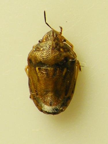 Réf. 64 677 : Neottiglossa leporina
