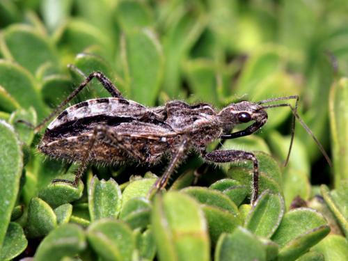 Réf. 64 897 : Coranus subapterus