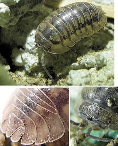 Réf. 64 639 : Armadillidium nasatum