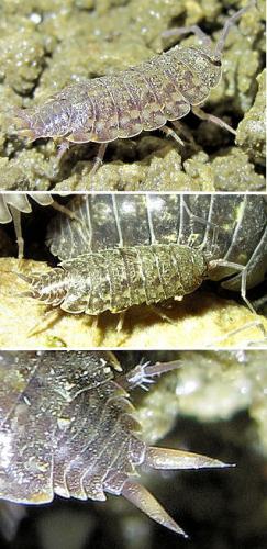 Réf. 64 640 : Orthometopon planum