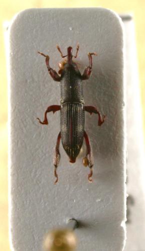 Scolytoproctus sp.