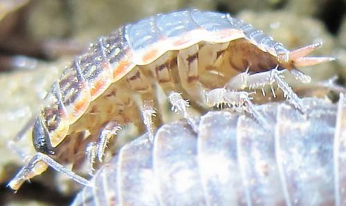 Philoscia muscorum