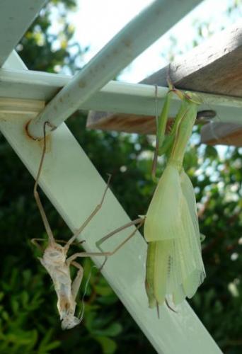 Mantis religiosa