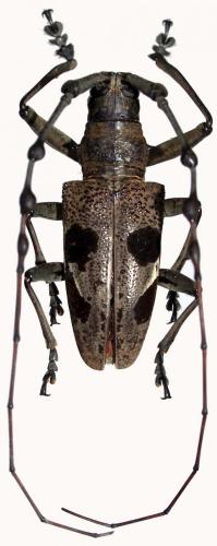 Triammatus chevrolati