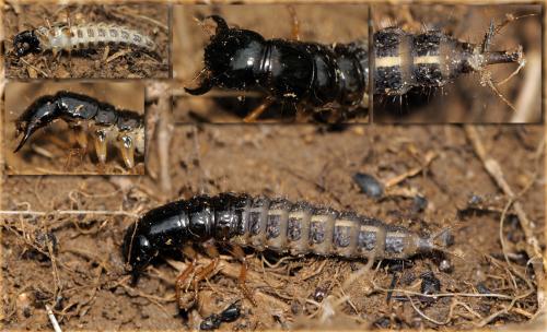 Ocypus sp.