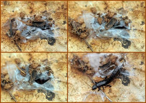 Euborellia moesta