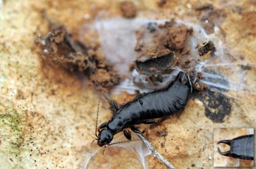 Euborellia moesta