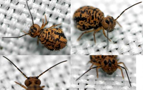 Sminthurus multipunctatus