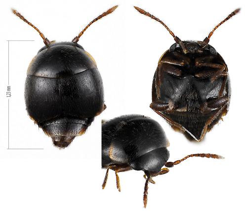 Réf. 64 820 : Cypha longicornis