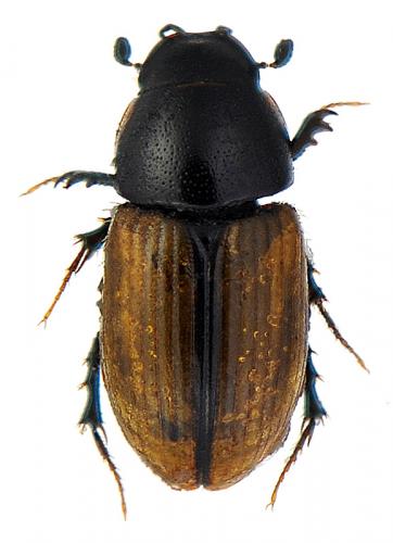 Esymus merdarius