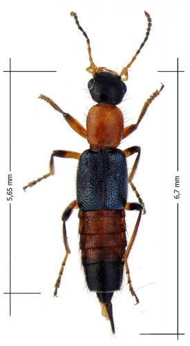 Paederus fuscipes