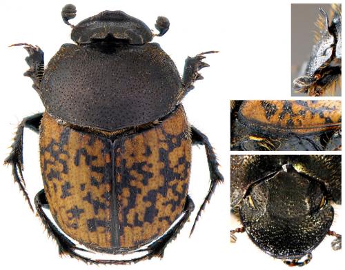 Réf. 64 743 : Onthophagus fracticornis