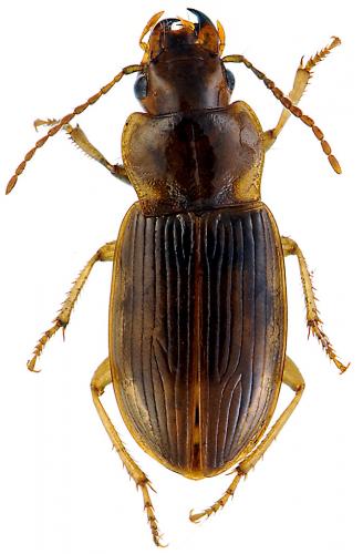 Réf. 64 351 : Trichotichnus sp.