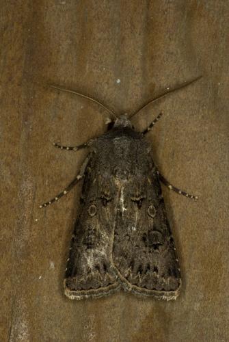 Agrotis bigramma