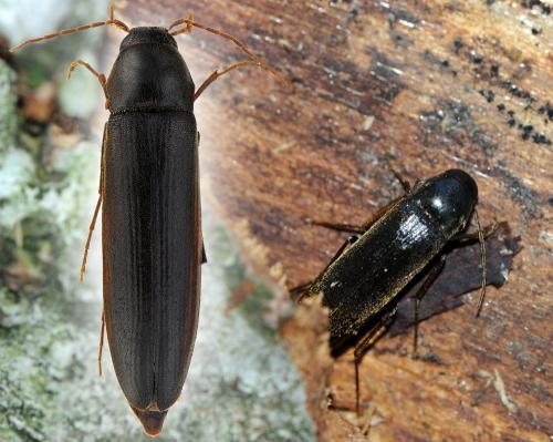 Réf. 64 058 : Serropalpus barbatus