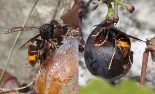 Vespa velutina