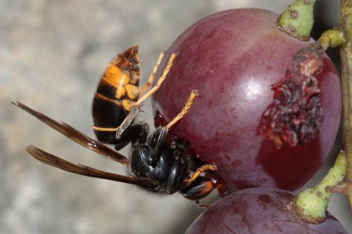 Vespa velutina