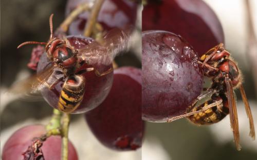 Vespa crabro