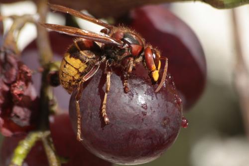 Vespa crabro
