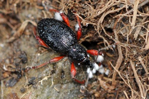 Otiorhynchus sp.