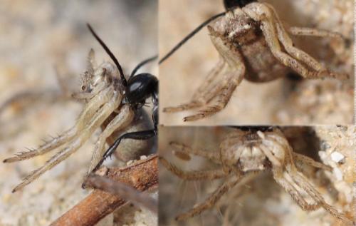 Xysticus sp.