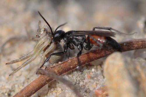 Réf. 64 252 : Arachnospila trivialis