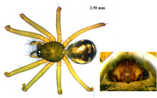 Réf. 64 039 : Tenuiphantes alacris
