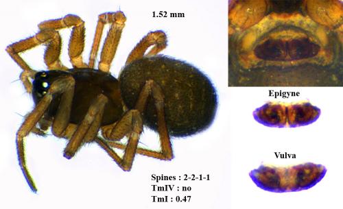 Diplocephalus permixtus