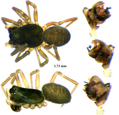 Diplocephalus permixtus