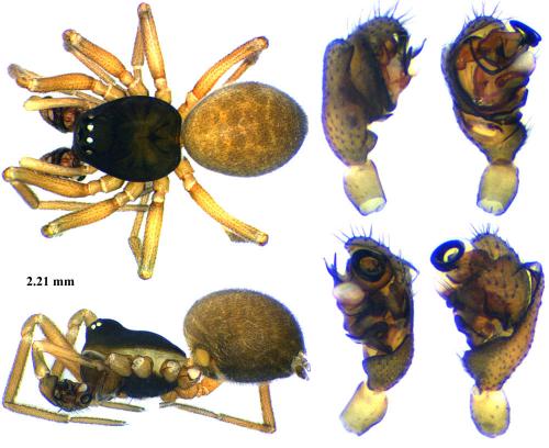 Réf. 64 353 : Dicymbium nigrum